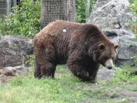 1 grizzly bear.jpg