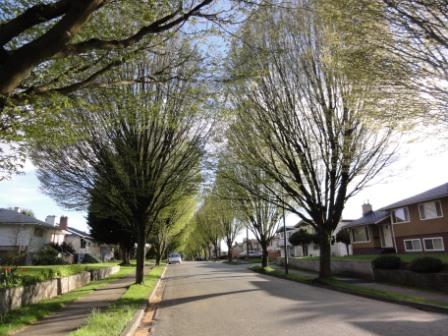 1 roadside trees.jpg