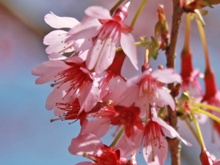 120405sakura-1.jpg