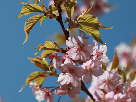 120405sakura-2.jpg