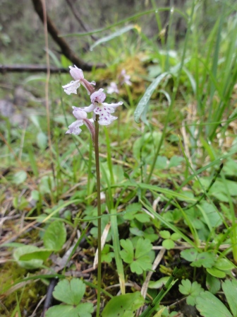 3Round leaved orchid.jpg