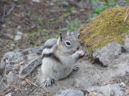 5 Ground Squirrel.jpg