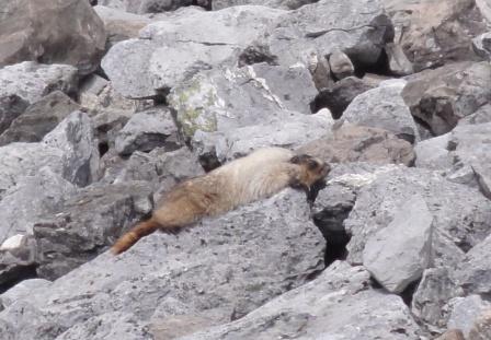 5 Marmot.jpg