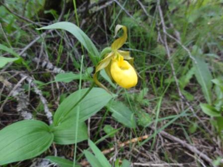 6lady's-slipper.jpg