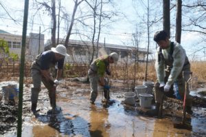 埋土種子の発芽実験