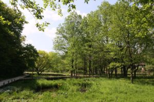 野川公園　自然観察園（初夏）