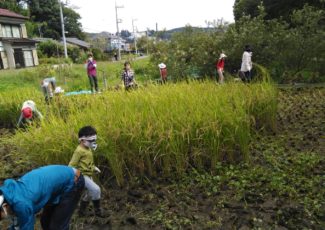 里山へGO 稲刈り