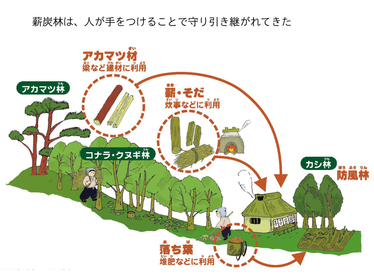 薪炭林は、人が手をつけることで守り引き継がれてきた