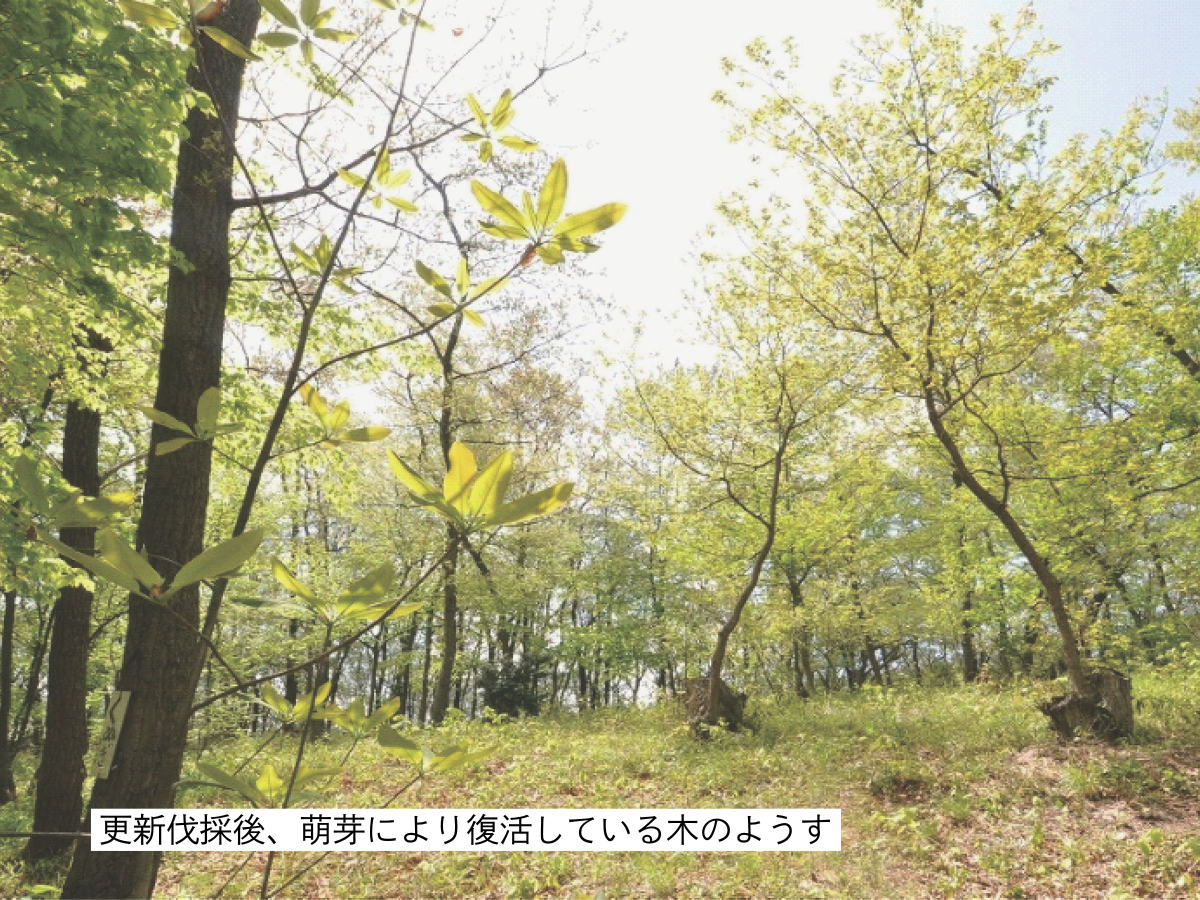 更新伐採後、萌芽により復活している木のようす