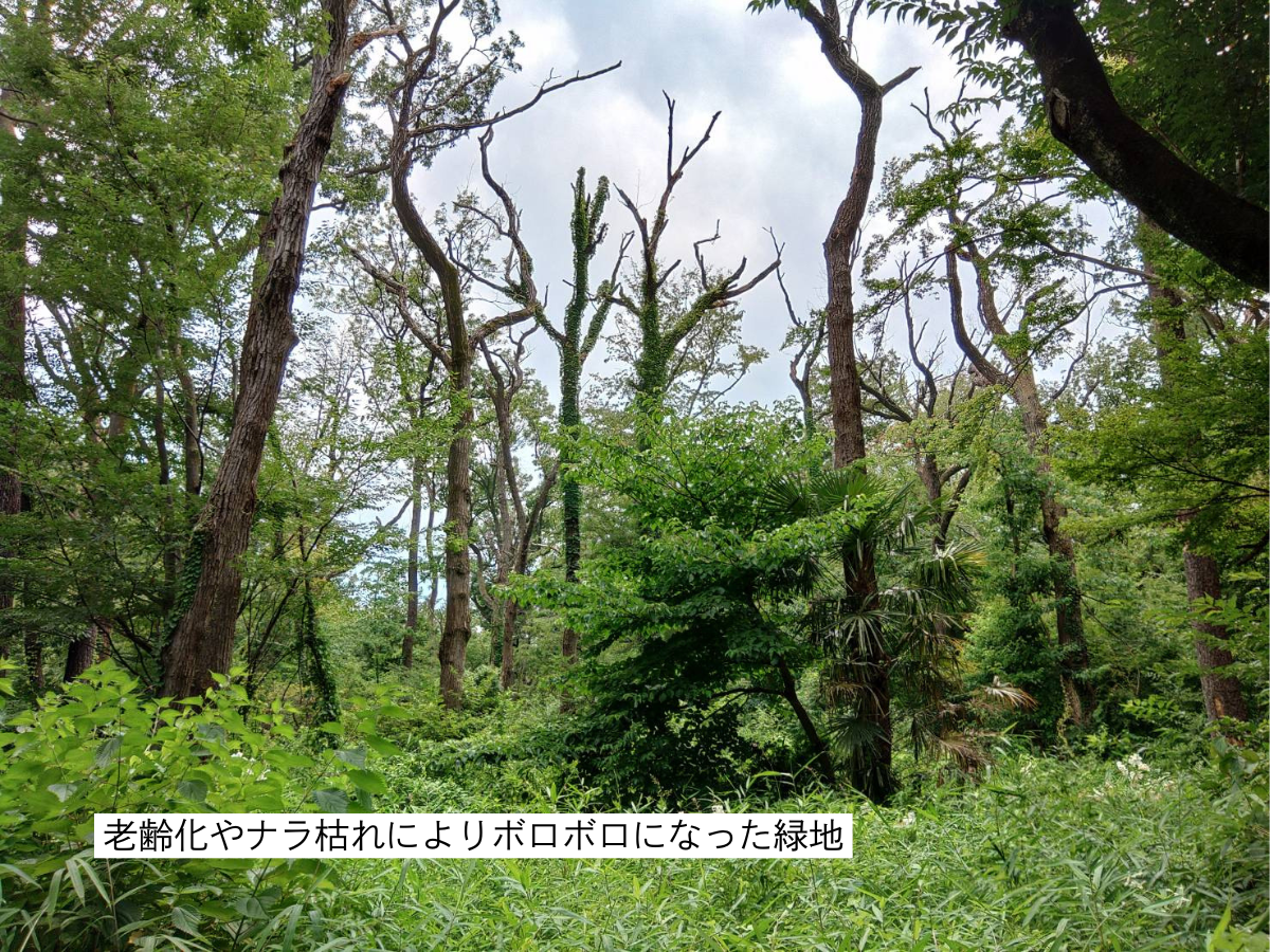 老齢化やナラ枯れによりボロボロになった緑地