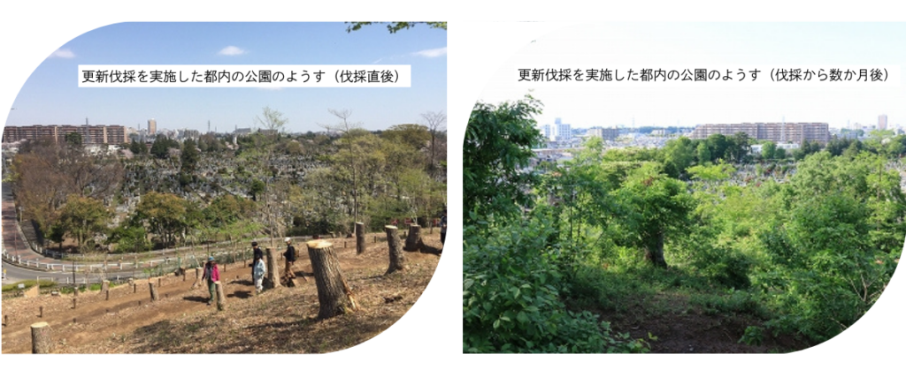「更新伐採」を実施した都内の公園のようす
