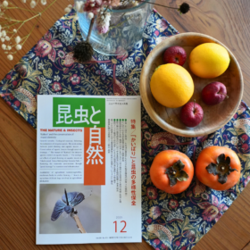 昆虫と自然 2025年12月号 特 集・「かいぼり」と昆虫の多様性保全
