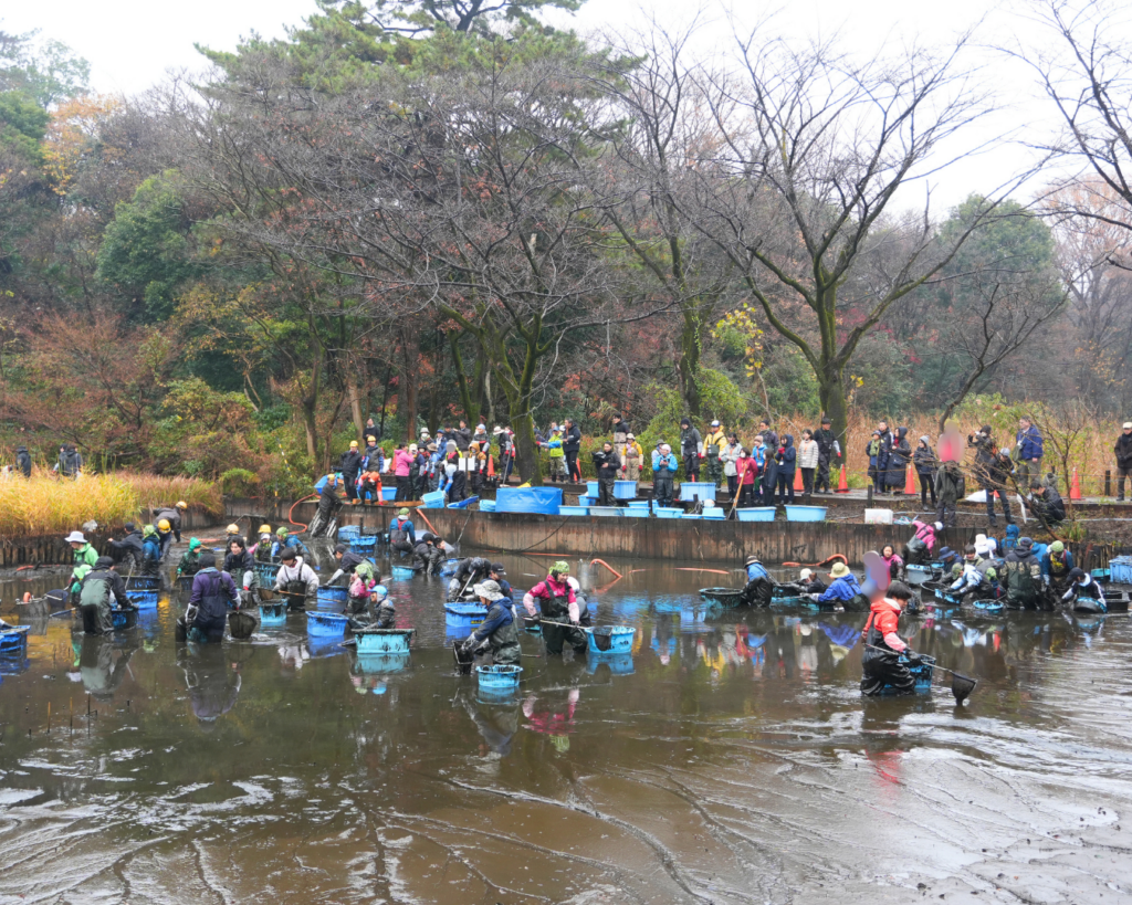 2025年12月国立科学博物館附属自然教育園でのかいぼりのようす