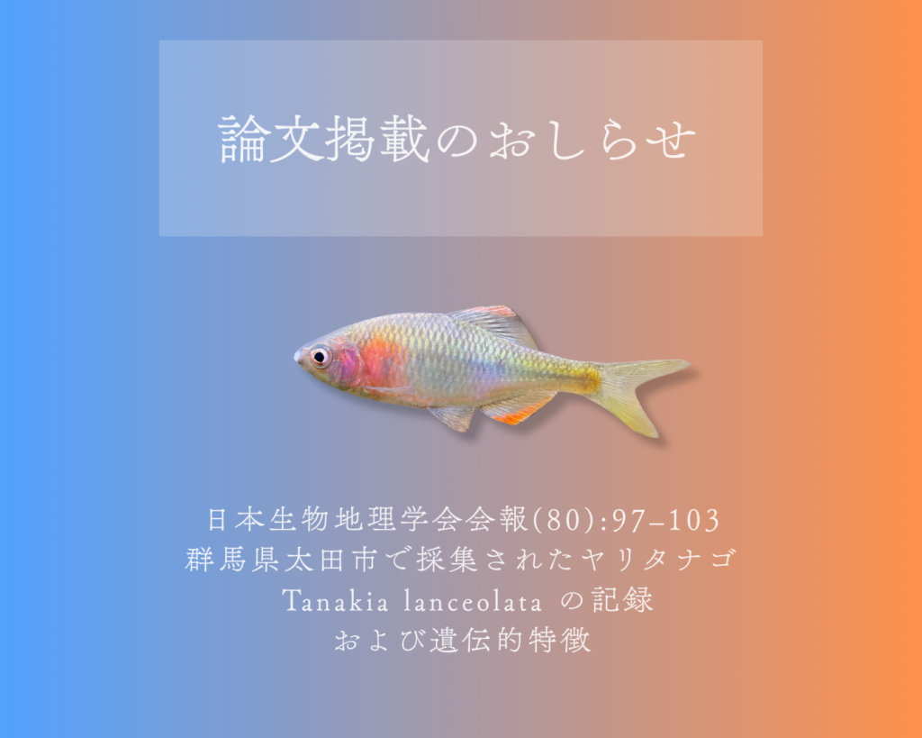 論文掲載のお知らせ｜日本生物地理学会会報「群馬県太田市で採集された ヤリタナゴ Tanakia lanceolata の記録および遺伝的特徴」久保田潤一