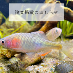 論文掲載のお知らせ｜日本生物地理学会会報「群馬県太田市で採集された ヤリタナゴ Tanakia lanceolata の記録および遺伝的特徴」久保田潤一