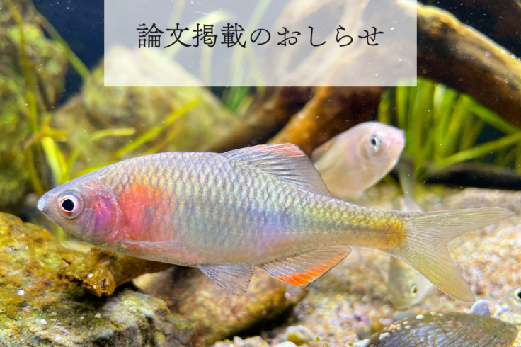 論文掲載のお知らせ｜日本生物地理学会会報「群馬県太田市で採集された ヤリタナゴ Tanakia lanceolata の記録および遺伝的特徴」久保田潤一