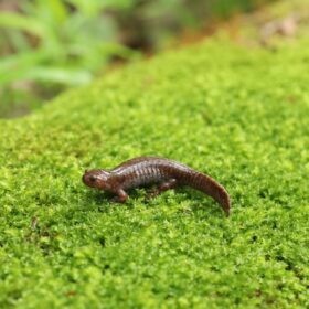 苔の上にいるトウキョウサンショウウオ