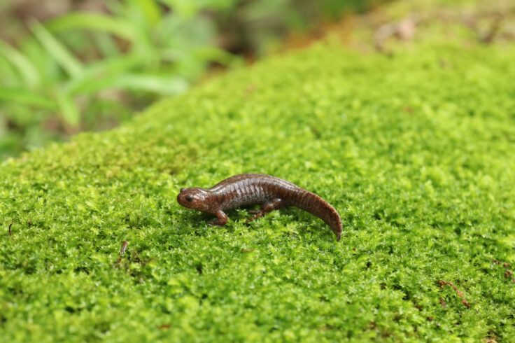 苔の上にいるトウキョウサンショウウオ