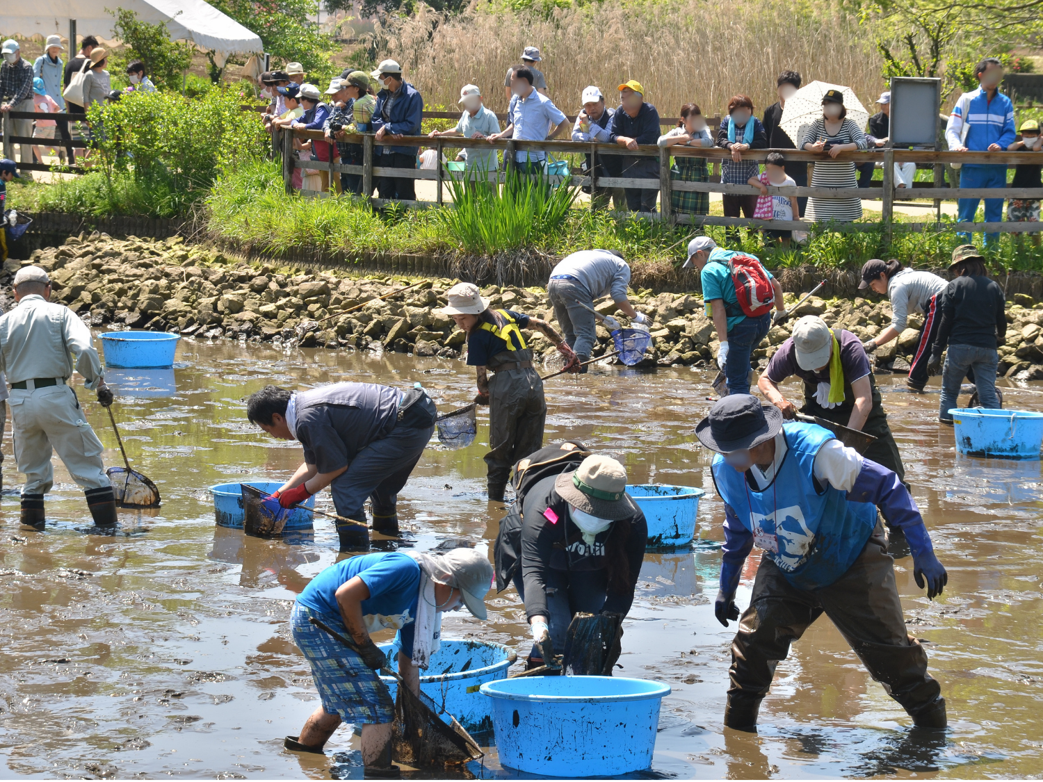 かいぼりで参加者が池に入っている様子